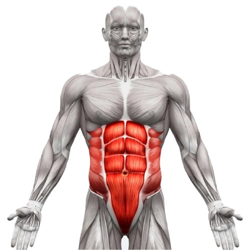 Abdominaux-anatomie-muscle Abdominaux-anatomie-muscle-visualisation