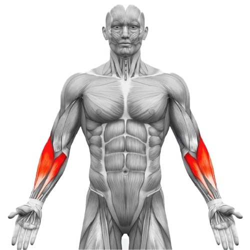avant-bras-anatomie-muscle Abdominaux-anatomie-muscle-visualisation