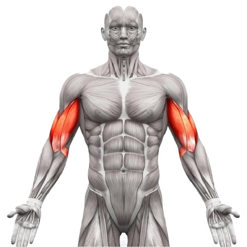 biceps-anatomie-muscle Biceps anatomie muscle visualisation anatomique