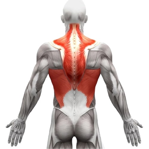 dos-anatomie-muscle Dos anatomie muscle visualisation anatomique