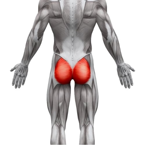 fessiers-anatomie-muscle Fessiers anatomie muscle visualisation anatomique
