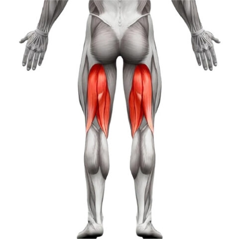 Ischio Exercices de musculation (avec et sans matériel) pour tous niveaux