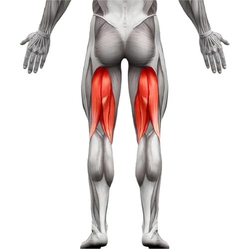 ischio-jambier-anatomie-muscle Ischio Jambier anatomie muscle visualisation anatomique