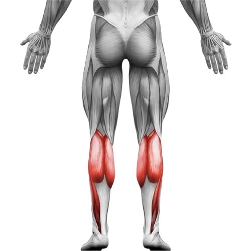 mollets-anatomie-muscle Mollets anatomie muscle visualisation anatomique