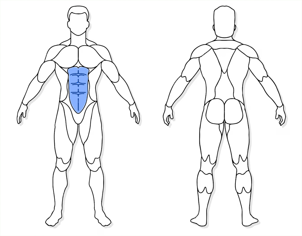 visuel anatomique des muscles sollicités par les Jumping Jack visuel anatomique des muscles sollicités par l'exercice Toe touch crunch
