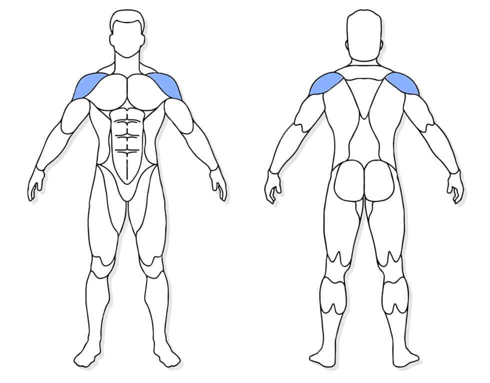 anatomie des muscles travaillés sur les pompes diamants visuel anatomique des muscles sollicités par les pompes indiennes