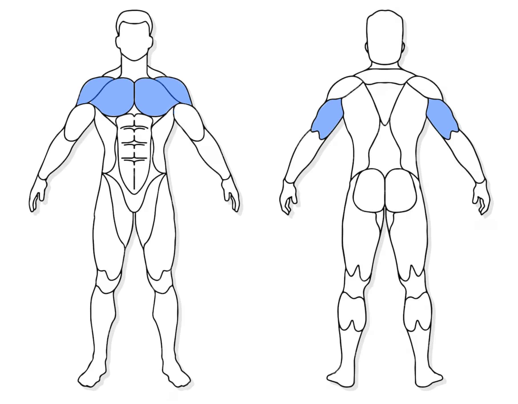 anatomie des muscles travaillés sur les pompes diamants visualisation des muscles sollicités par l'exercice des pompes