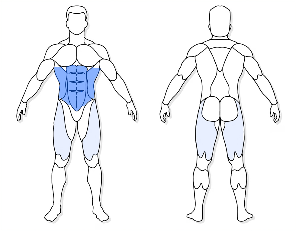 visuel anatomique des muscles sollicités par l'exercice du Relevé de jambes