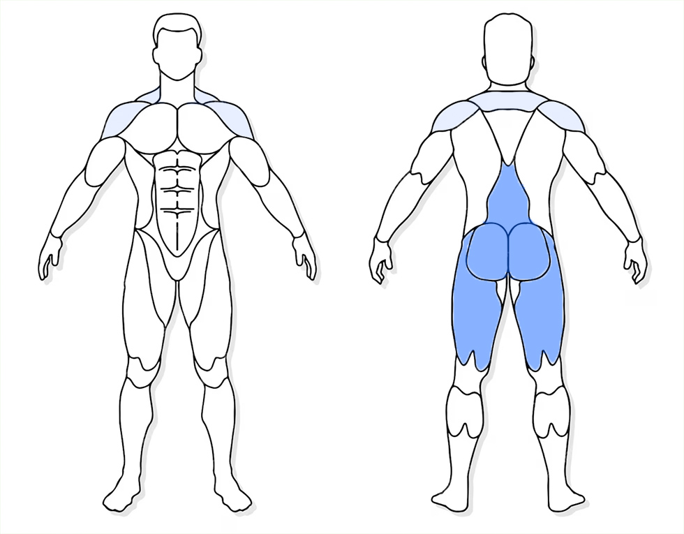 visuel anatomique des muscles sollicités par l'exercice du Superman