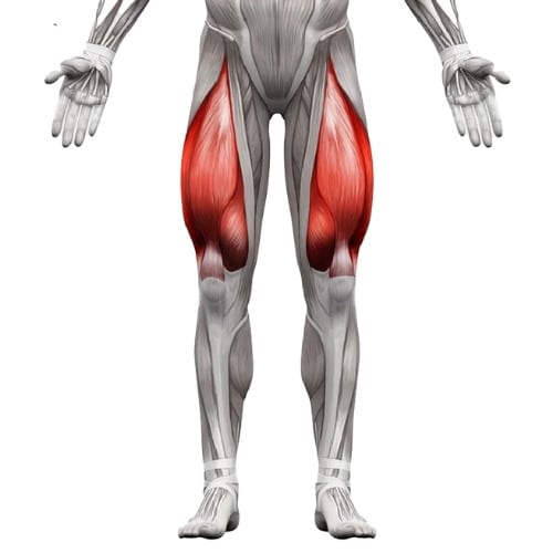quadriceps-anatomie-muscle Quadriceps anatomie muscle visualisation anatomique