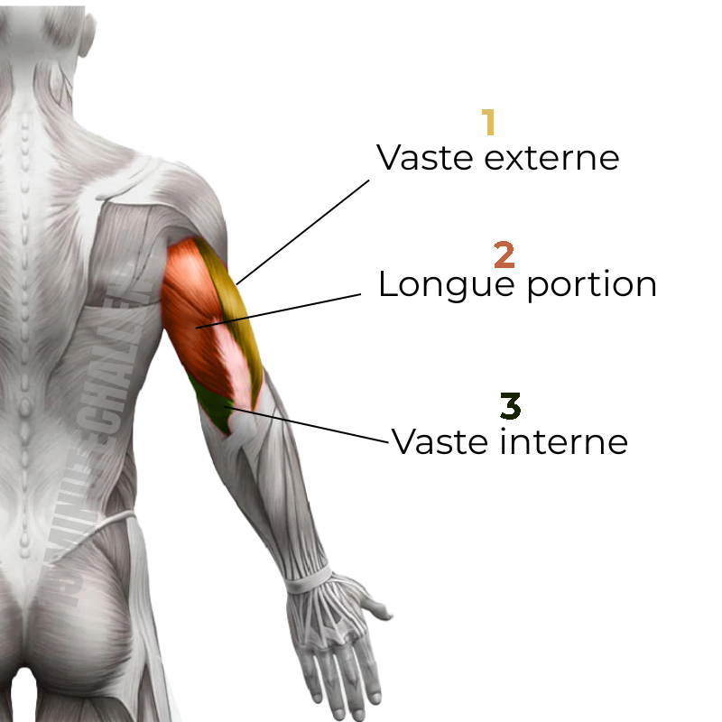 ANATOMIE-TRICEPS-MUSCLE Anatomie des triceps - longue portion - vaste externe - vaste interne
