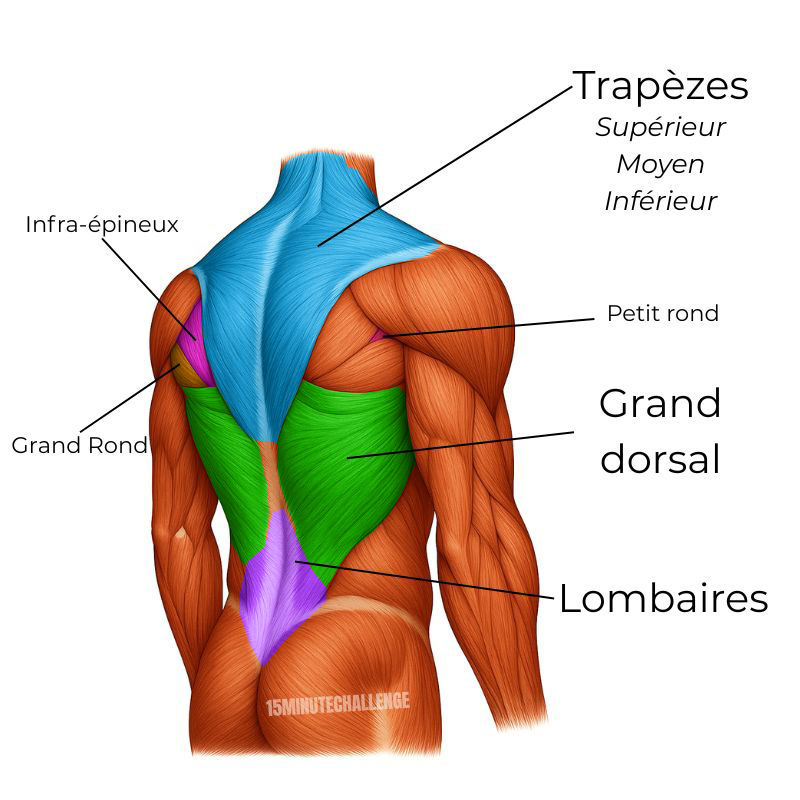 ANATOMIE-dos-grand-dorsale-muscle Anatomie des muscles du dos - romboides - grand dorsale- trapèzes-grand rond-petit rond