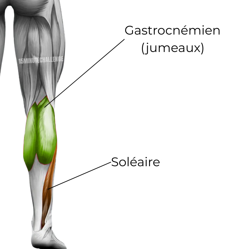 ANATOMIE-mollets-muscle Anatomie des mollets - Soléaire et jumeaux