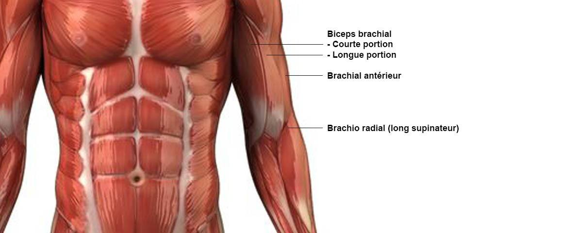 Anatomie-biceps-muscle-exercice-musculation Anatomie des biceps. biceps brachial - chef long et court