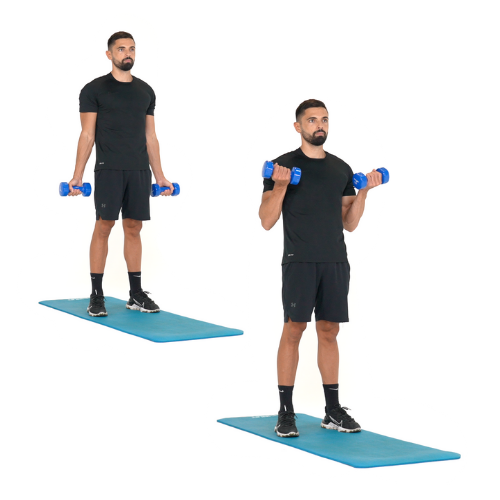 illustration de comment réaliser l'exercice du Curl biceps avec haltères étape par étape