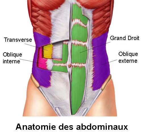 anatomie-abdominaux-muscles-exercices Anatomie des abdominaux et des muscles de la sangle abdominale