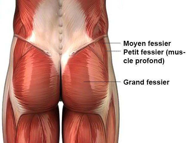 anatomie-fessiers-muscles-exercices Anatomie des Fessiers et fibres musculaire de la fesse. Comment muscler ses fesses.