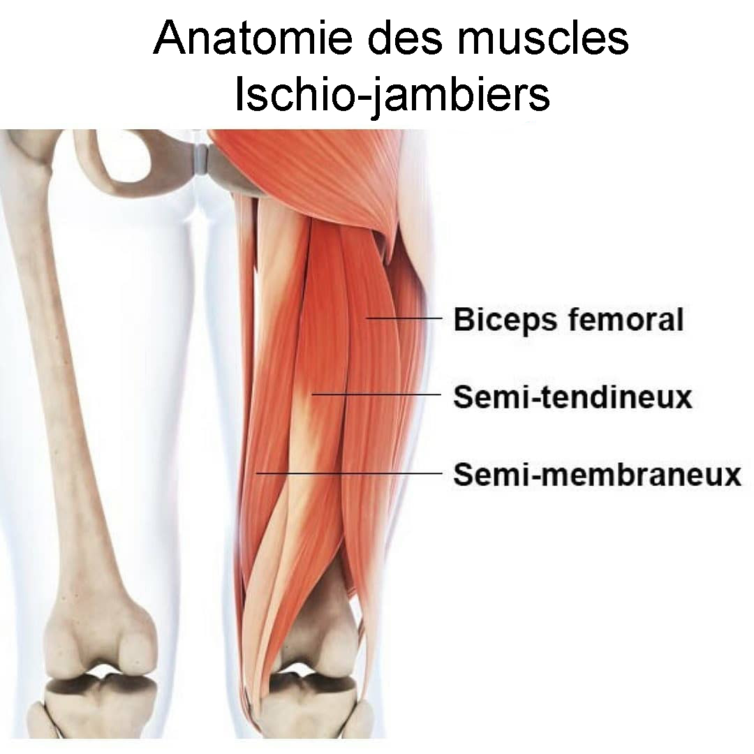 anatomie-ischio-jambiers-muscles-exercices Anatomie des ischio-jambiers. Chef musculaire des ischio-jambiers et anatomie muscle des jambes