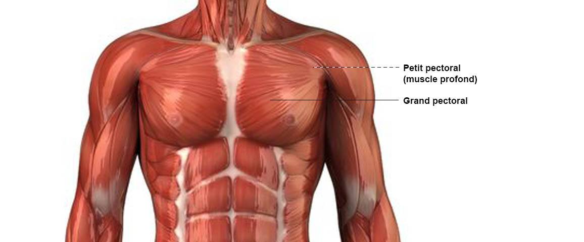 anatomie-pectoraux-muscles-exercices Anatomie des pectoraux et fibres musculaire