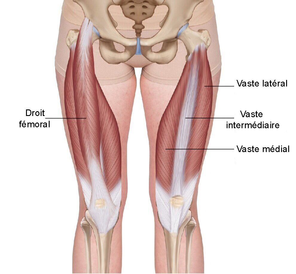 anatomie-quadriceps-muscles-exercices-jambes Anatomie des quadriceps. Chef musculaire des quadriceps et anatomie muscle des jambes