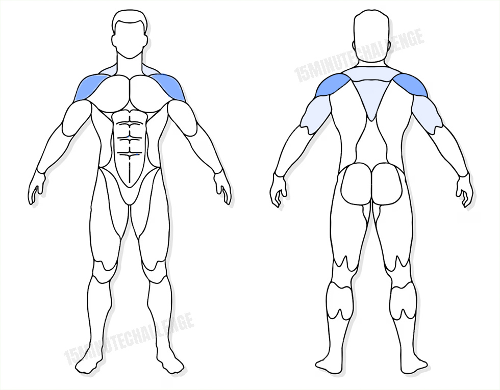 visuel anatomique des muscles sollicités par les Jumping Jack visuel anatomique des muscles sollicités par l'exercice du developpé Arnold