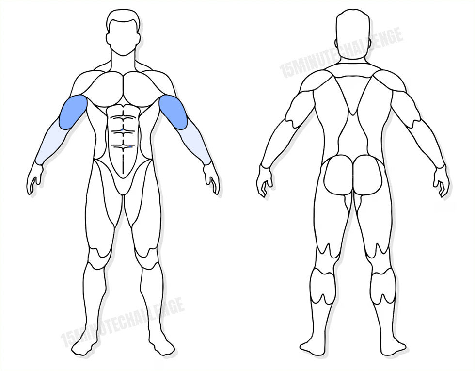 visuel anatomique des muscles sollicités par les Jumping Jack visuel anatomique des muscles sollicités par l'exercice du Curl Biceps avec haltères