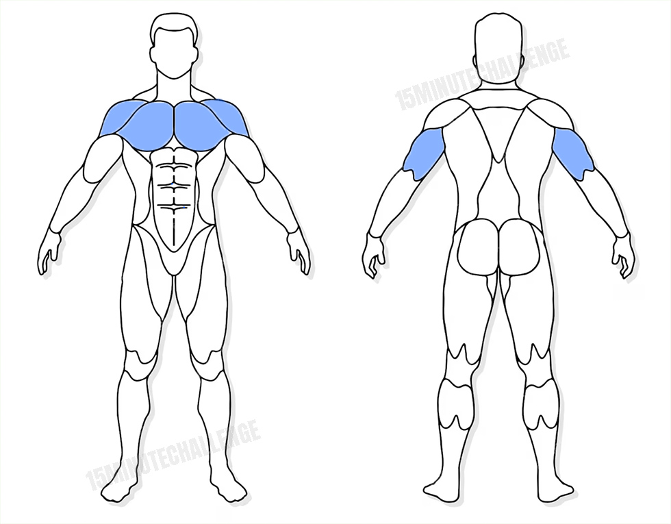 visuel anatomique des muscles sollicités par les Jumping Jack visuel anatomique des muscles sollicités par un Développé couché aux haltères