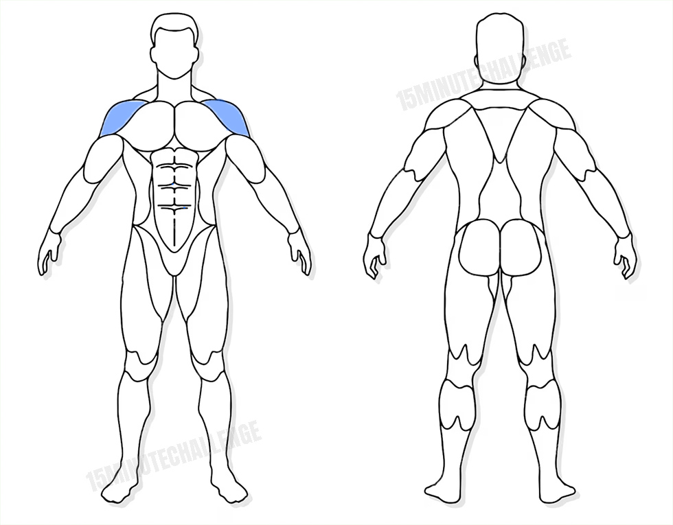 visuel anatomique des muscles sollicités par les Jumping Jack visuel anatomique des muscles sollicités par l'exercice des élévations frontales