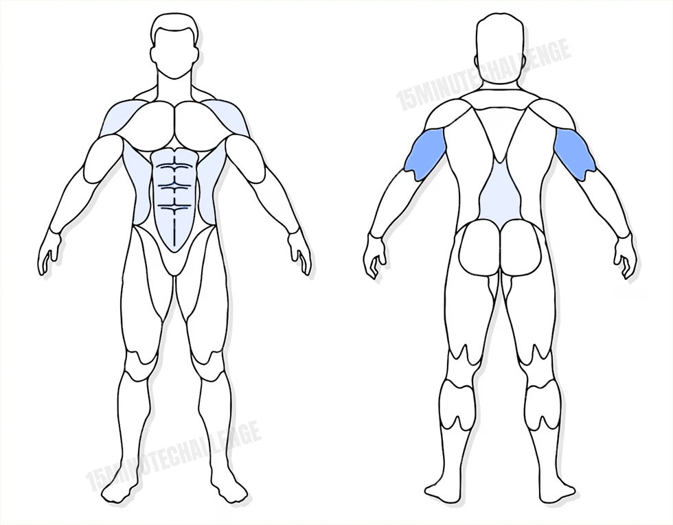 visuel anatomique des muscles sollicités par les Jumping Jack visuel anatomique des muscles sollicités par l'exercice des extensions triceps avec haltère