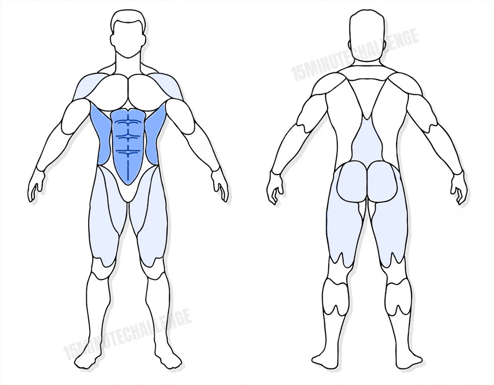 visuel anatomique des muscles sollicités par les Jumping Jack visuel anatomique des muscles sollicités par l'exercice pour les Plank jacks