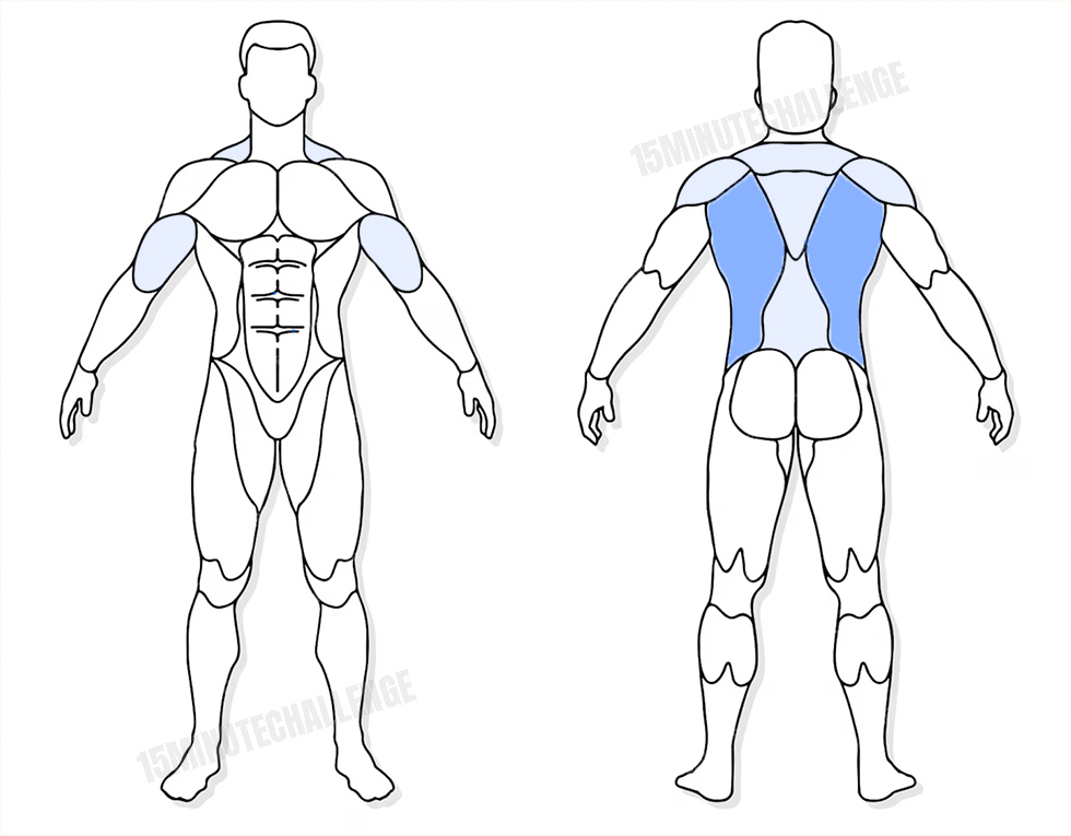 visuel anatomique des muscles sollicités par les Jumping Jack visuel anatomique des muscles sollicités par l'exercice du Rowing avec haltères
