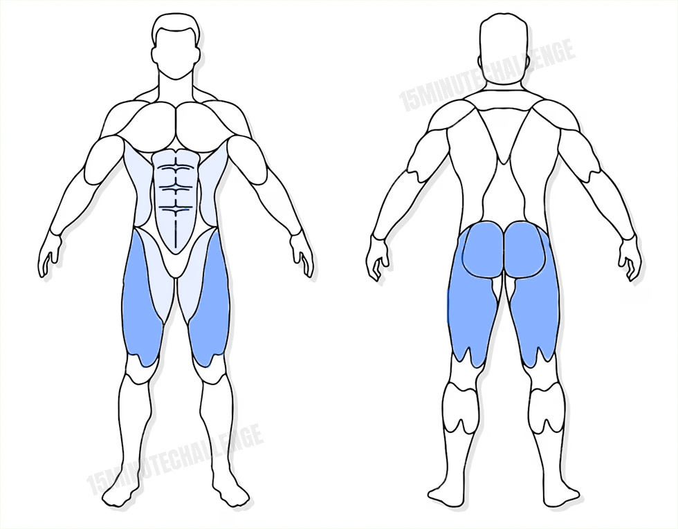 visuel anatomique des muscles sollicités par l'exercice des squats avec haltères