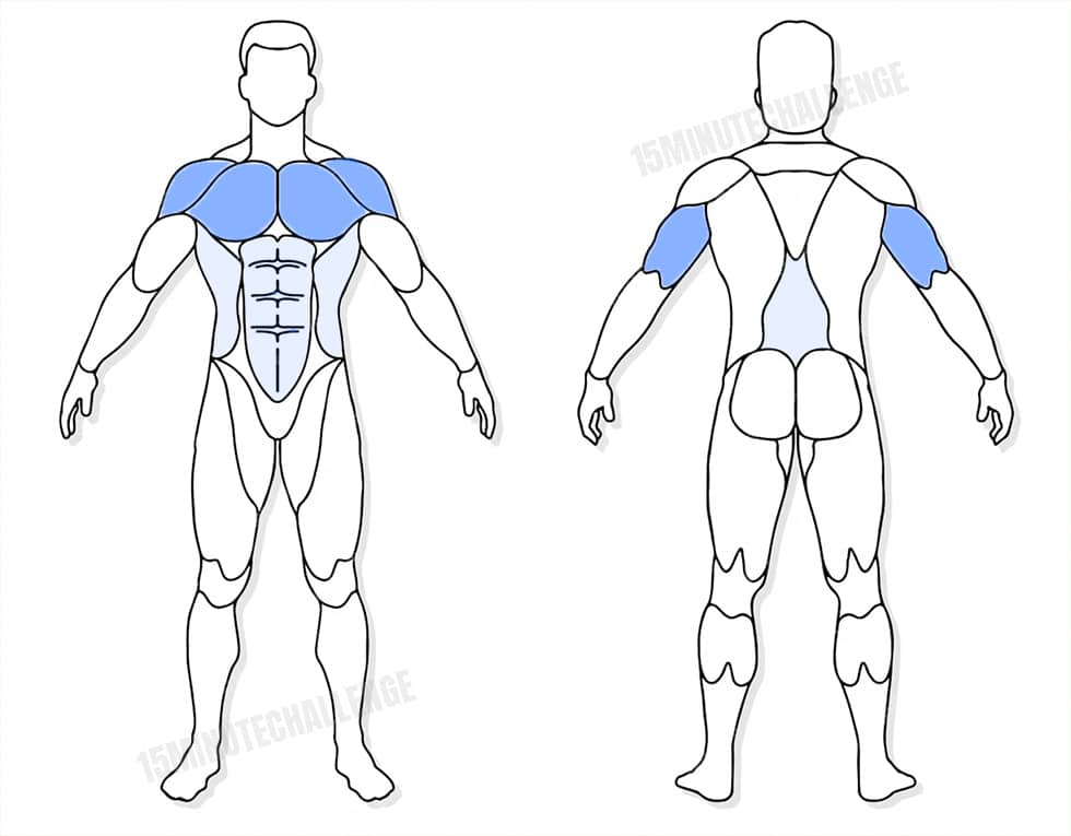 visuel anatomique des muscles sollicités par les pompes claquées