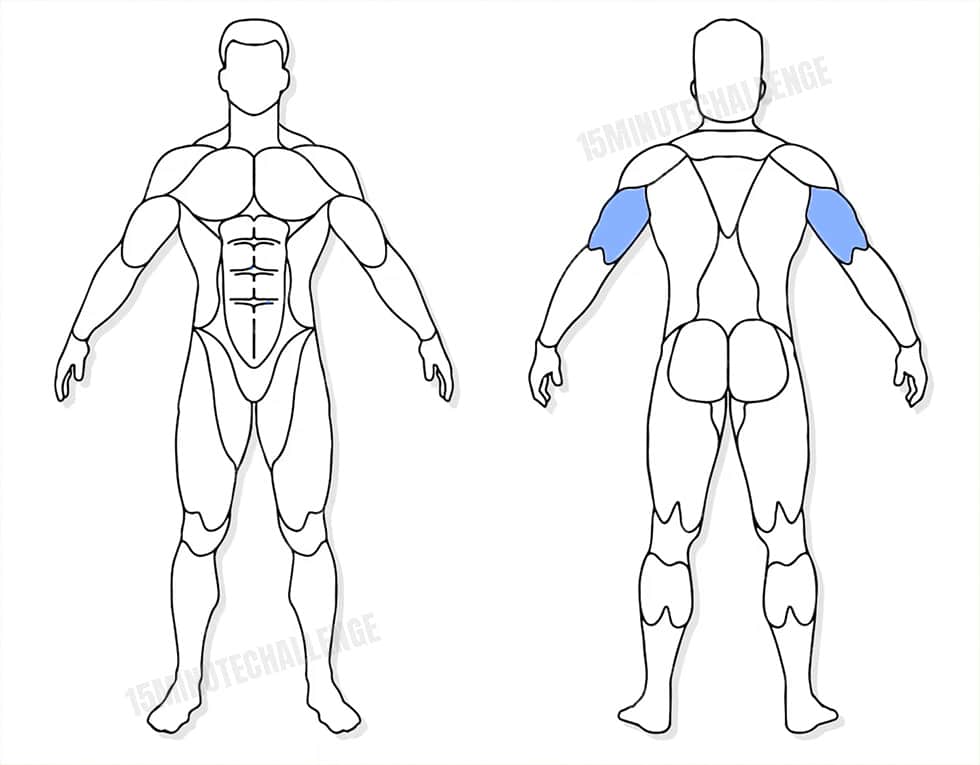 visuel anatomique des muscles sollicités par les Jumping Jack visuel anatomique des muscles sollicités par l'exercice de la Barre au front avec haltères