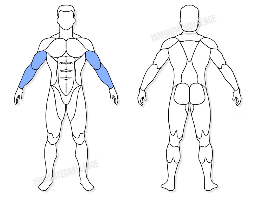 visuel anatomique des muscles sollicités par les Jumping Jack visuel anatomique des muscles sollicités par l'exercice du Zottman Curl