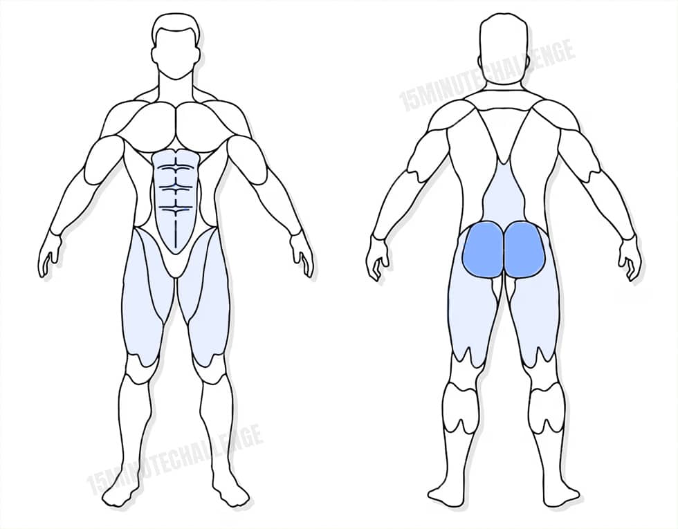 visuel anatomique des muscles sollicités par l'exercice du Hip Thrust sur une chaise