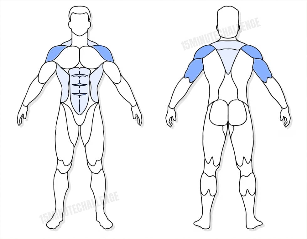 visuel anatomique des muscles sollicités par l'exercice du Single-arm Overhead Press