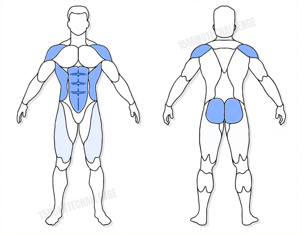 visuel anatomique des muscles sollicités par les Jumping Jack visuel anatomique des muscles sollicités par l'exercice des Sit-Throughs