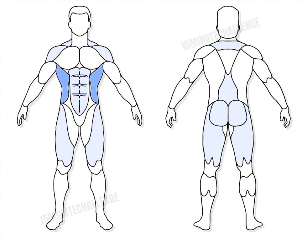 visuel anatomique des muscles sollicités par les Jumping Jack visuel anatomique des muscles sollicités par l'exercice du Windmill