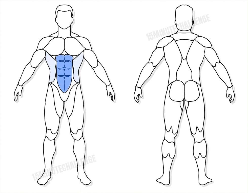 visuel anatomique des muscles sollicités par les Jumping Jack visuel anatomique des muscles sollicités par l'exercice du Relevé de buste haltère