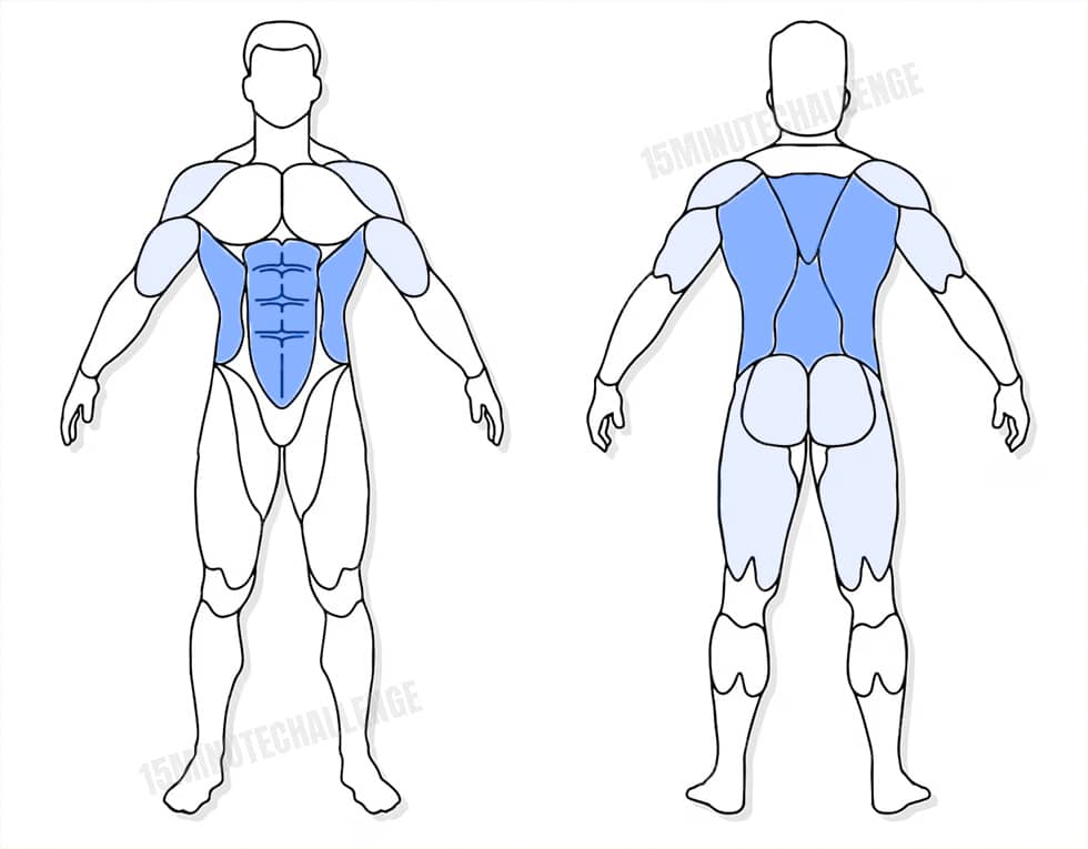 visuel anatomique des muscles sollicités par l'exercice du Renegade Row