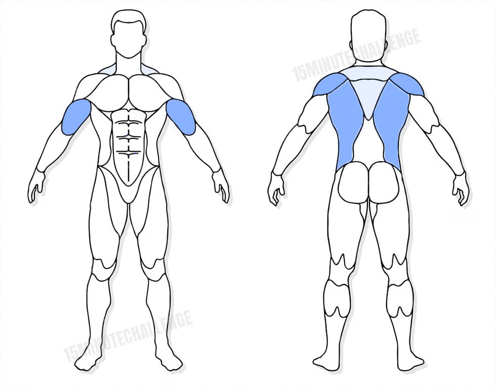 visuel anatomique des muscles sollicités par les Jumping Jack visuel anatomique des muscles sollicités par l'exercice du Tirage bucheron
