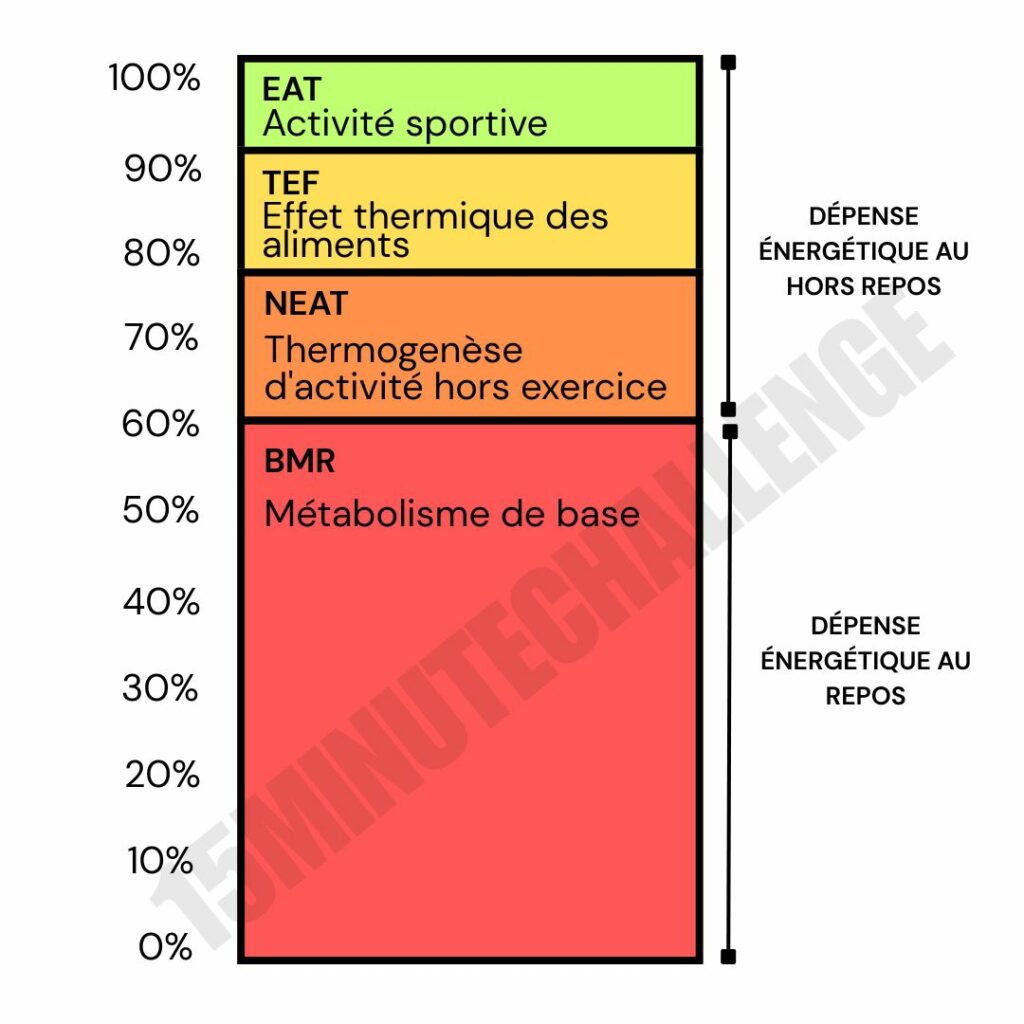schéma explication neat, metabolisme de base depense calorique
