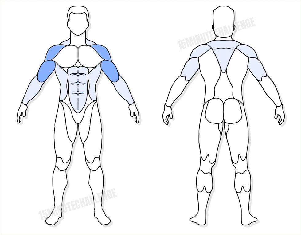 visuel anatomique des muscles sollicités par l'exercice du Alternating Curl Press