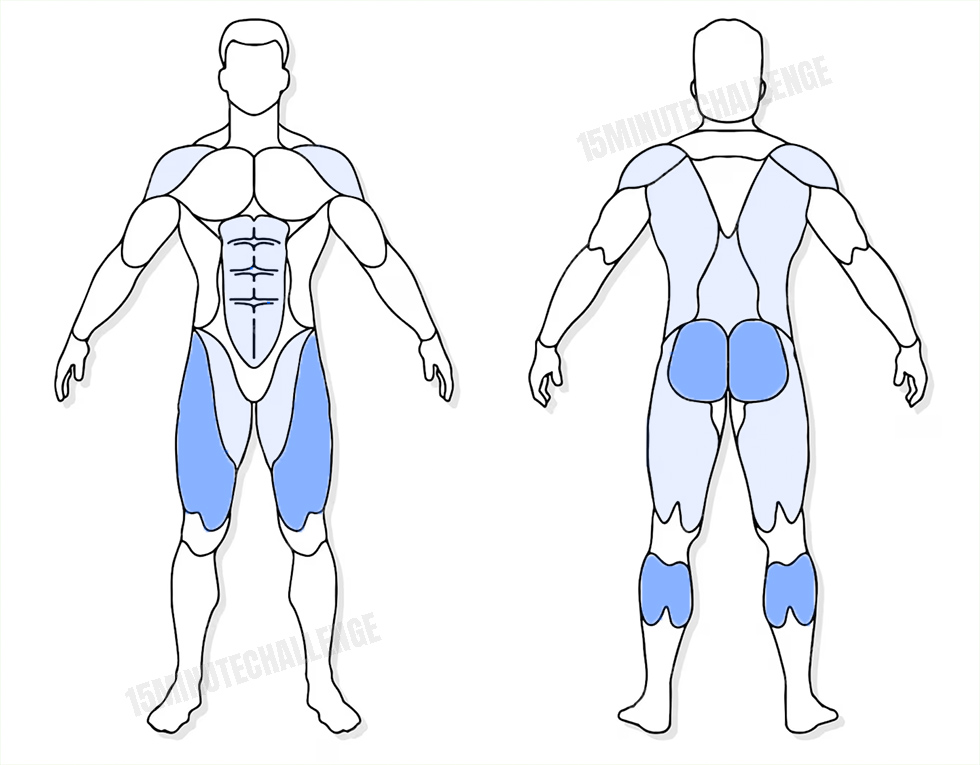 visuel anatomique des muscles sollicités par l'exercice du Broad Jumps