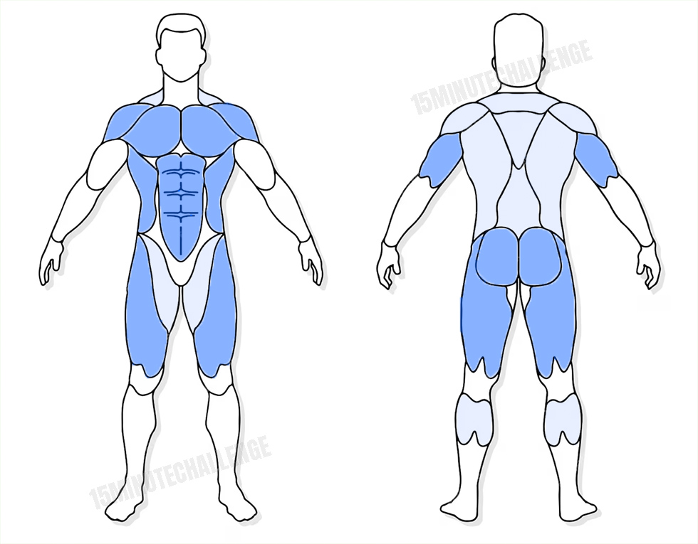 visuel anatomique des muscles sollicités par l'exercice du Burpee