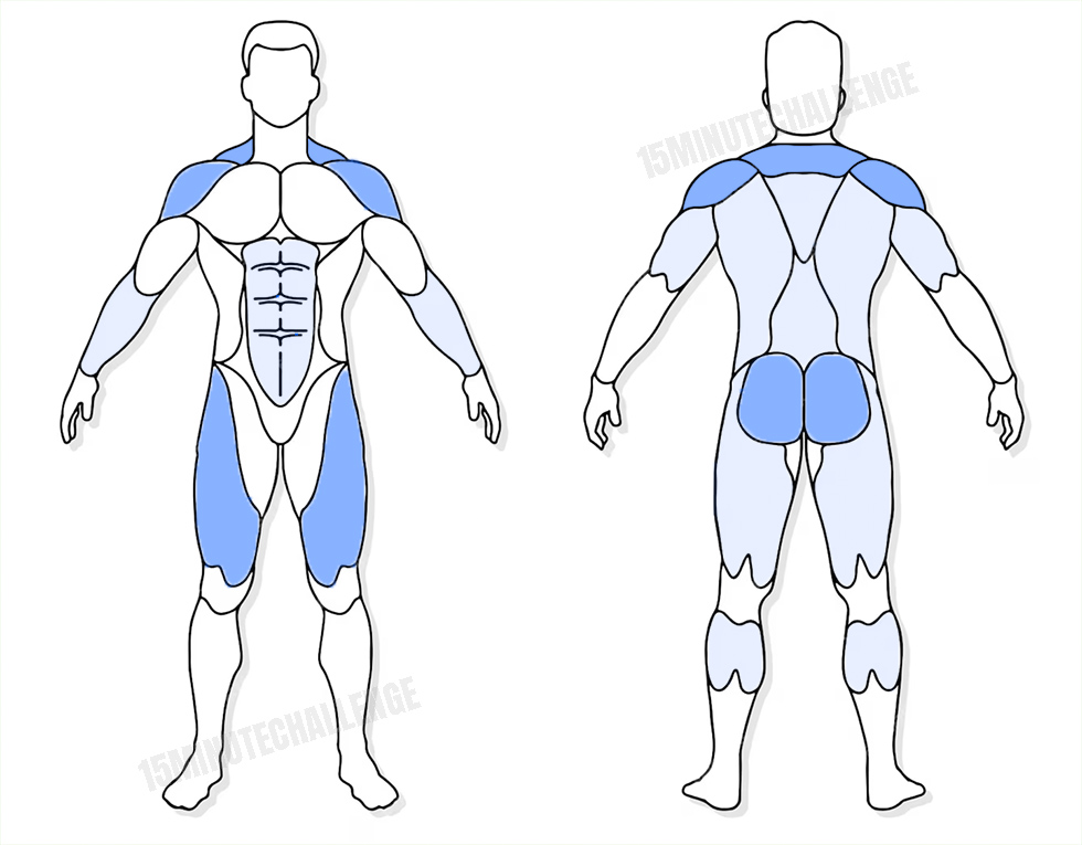 visuel anatomique des muscles sollicités par l'exercice du Clean and Press Haltères
