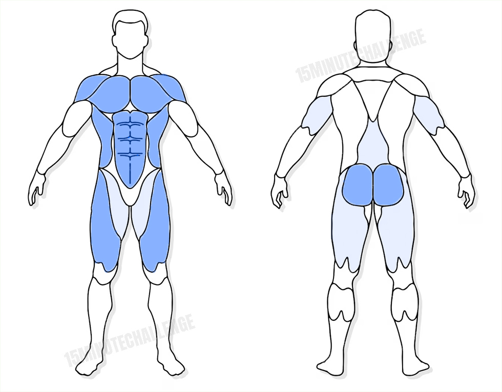 visuel anatomique des muscles sollicités par les Jumping Jack visuel anatomique des muscles sollicités par l'exercice du Climber Burpee