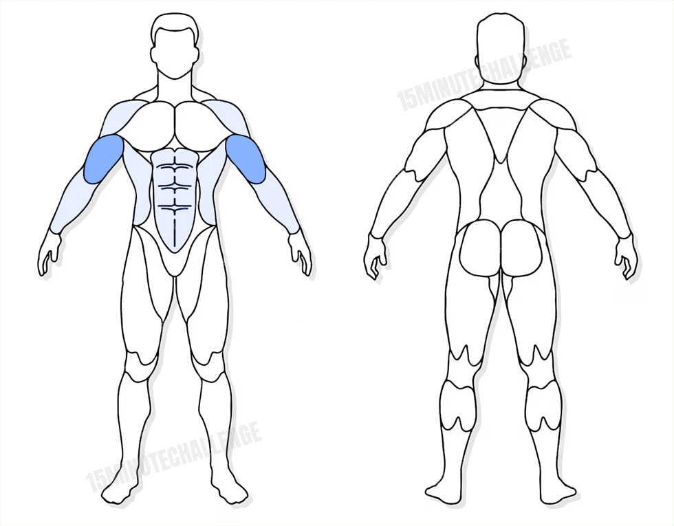 visuel anatomique des muscles sollicités par l'exercice du Curl biceps alterné avec haltères