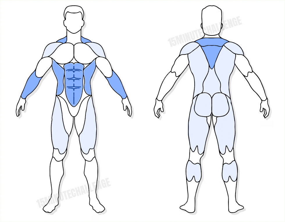 visuel anatomique des muscles sollicités par l'exercice du Farmer Walk avec Haltères